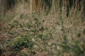 A close-up view of wild plants and small white flowers growing in a field. The greenery is surrounded by dry grass and soil, suggesting a natural, unkempt environment. The focus is on the plants in the foreground, with a soft, blurred background.