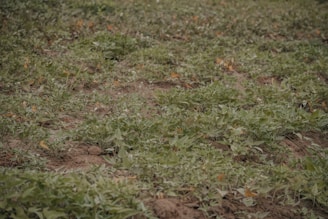 A field covered with a dense growth of leafy green plants, possibly sweet potatoes, with small patches of bare soil visible. Some of the leaves have started to turn yellow and brown, indicating a change in season or maturity.