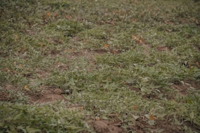 A field covered with a dense growth of leafy green plants, possibly sweet potatoes, with small patches of bare soil visible. Some of the leaves have started to turn yellow and brown, indicating a change in season or maturity.