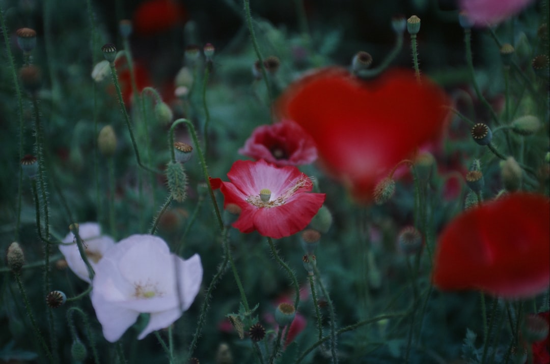 a bunch of flowers that are in the grass,