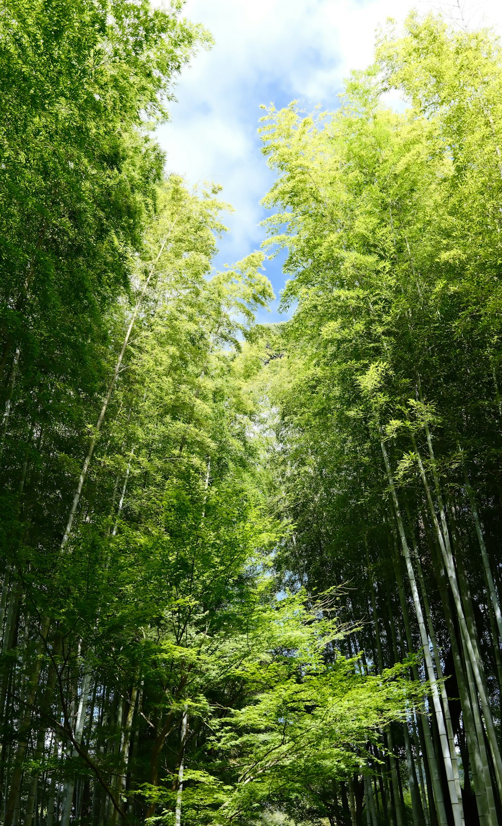 a dirt road surrounded by tall green trees