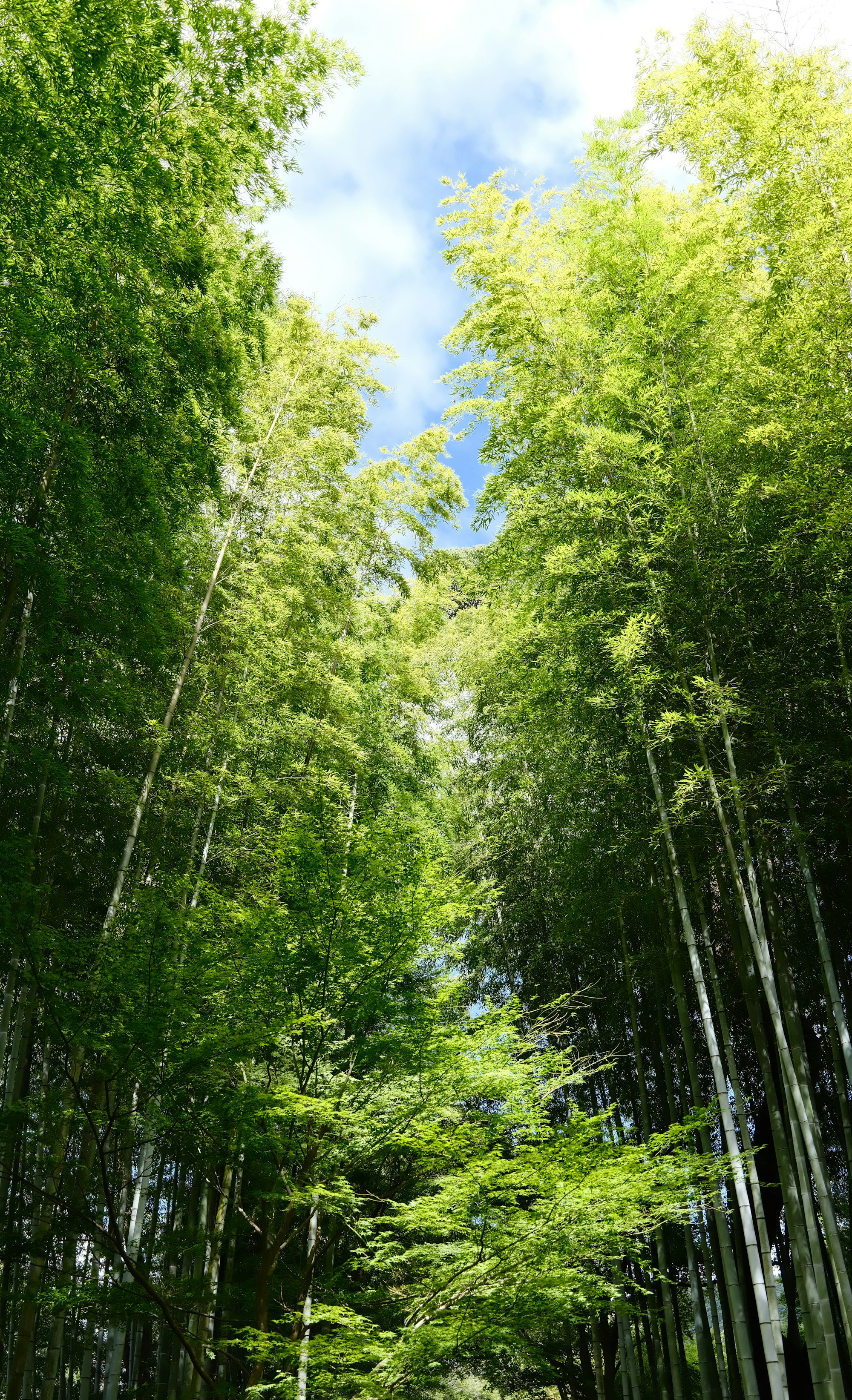 Exploring Shuzenji: A Comprehensive Travel Guide