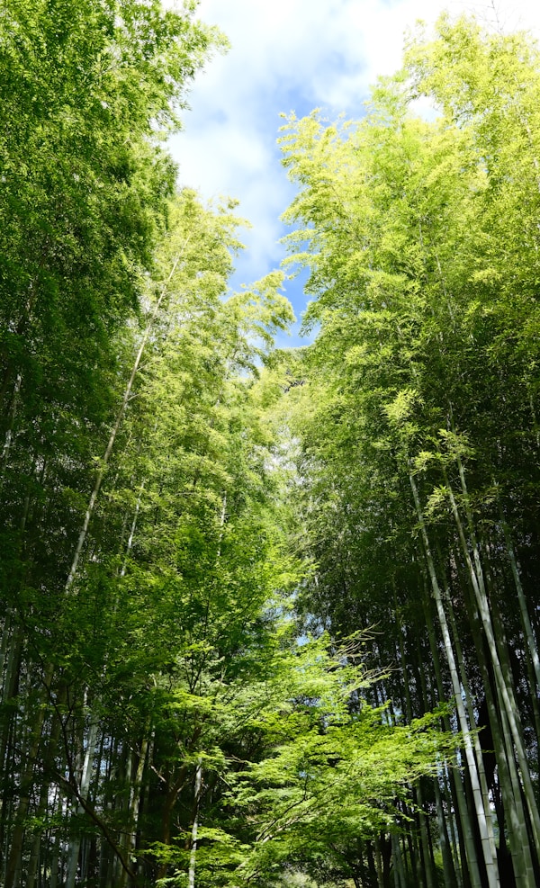 Exploring Shuzenji: A Comprehensive Travel Guide