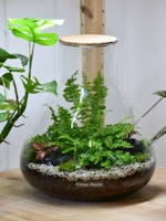 Large glass terrarium with lush green plants including ferns and succulents, placed on a wooden surface. The terrarium has a cork lid and is surrounded by additional potted plants on either side. The substrate in the terrarium includes soil and fine gravel.