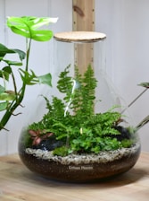Large glass terrarium with lush green plants including ferns and succulents, placed on a wooden surface. The terrarium has a cork lid and is surrounded by additional potted plants on either side. The substrate in the terrarium includes soil and fine gravel.