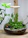 A close-up photo of a sleek glass terrarium with lush green plants inside, placed on a wooden table.