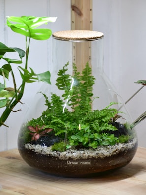 Large glass terrarium with lush green plants including ferns and succulents, placed on a wooden surface. The terrarium has a cork lid and is surrounded by additional potted plants on either side. The substrate in the terrarium includes soil and fine gravel.