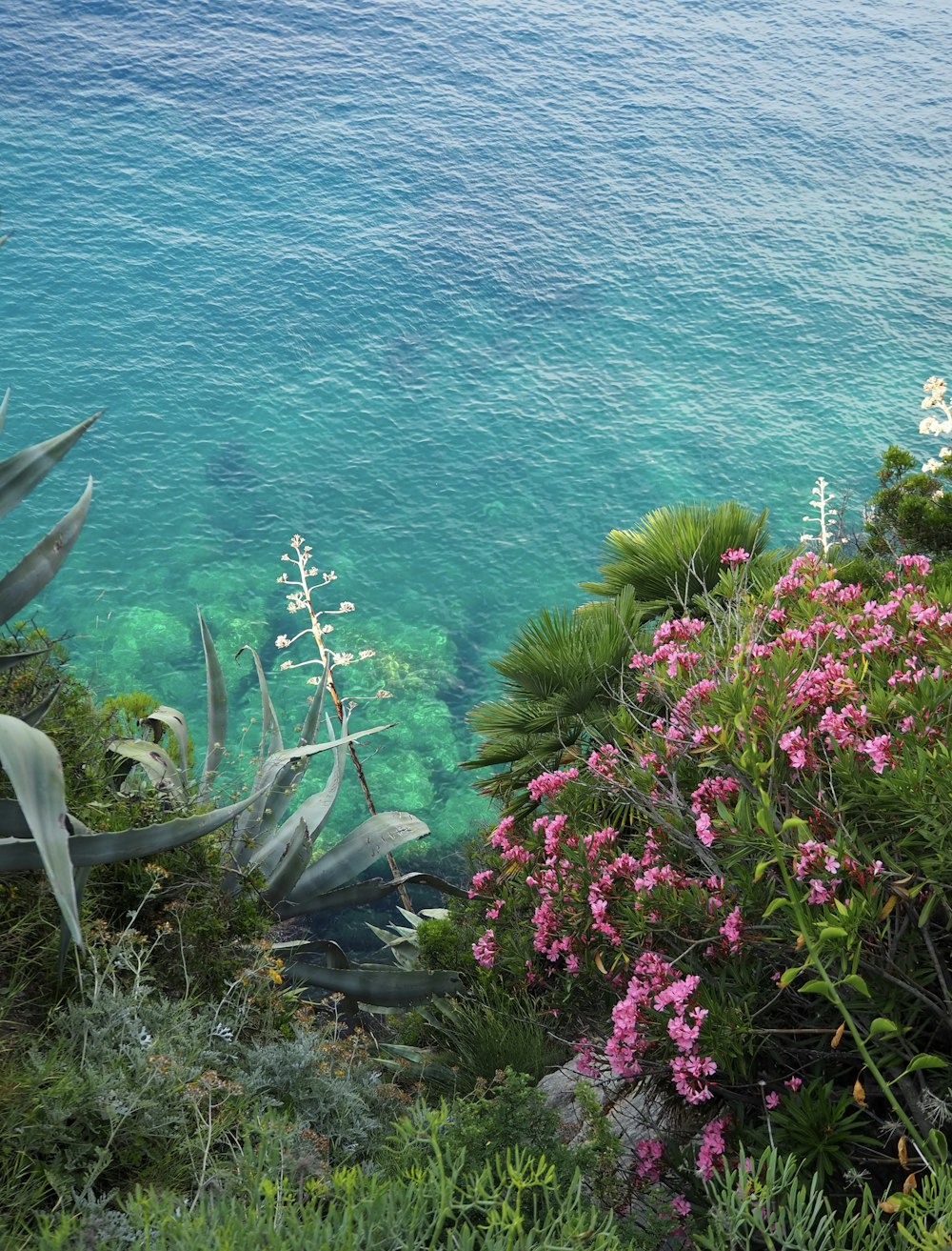 a body of water surrounded by plants and flowers