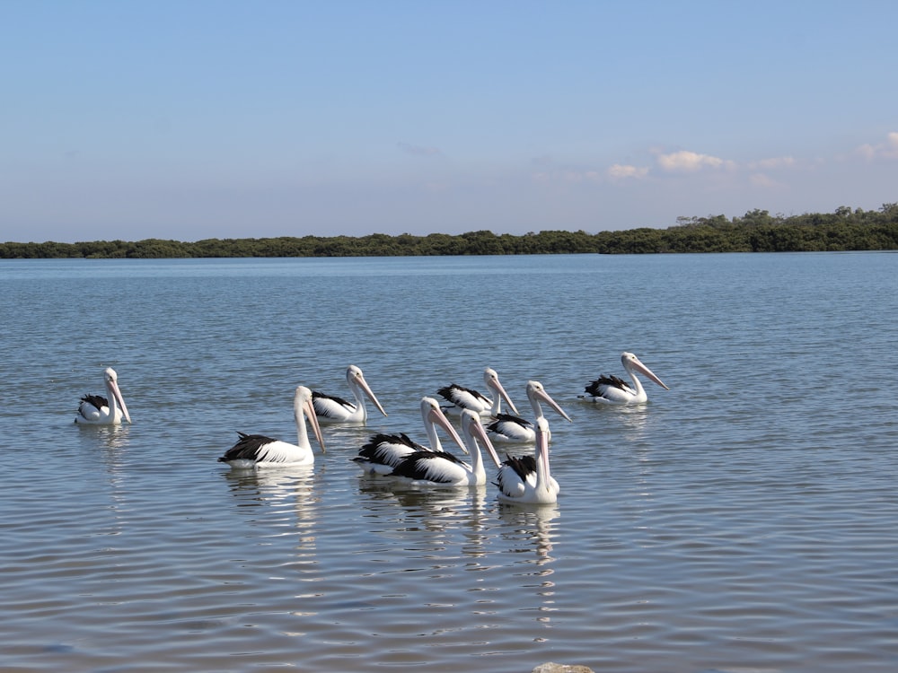 a flock of pelicans floating on top of a lake