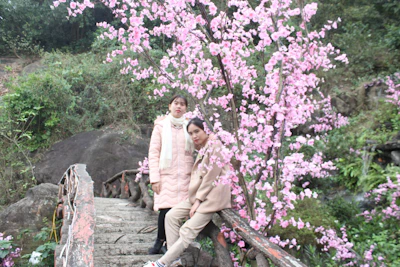 Wall and Mariana holding hands on a rustic wooden bridge surrounded by blooming cherry blossoms.