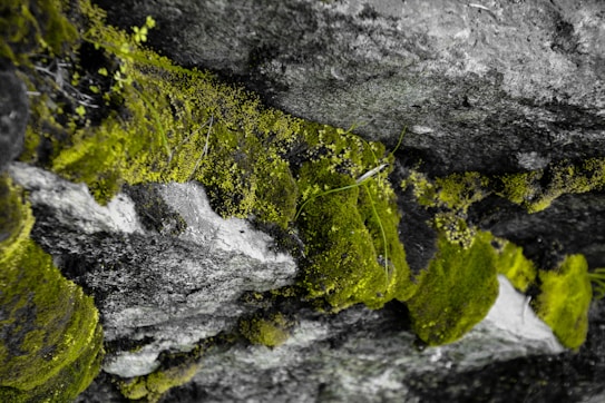 Lush green moss grows on a rugged, weathered stone surface. The texture is rich, with small plants and tiny leaves interspersed among the moss. The stones are grey with natural patterns, giving a sense of an ancient, undisturbed environment.