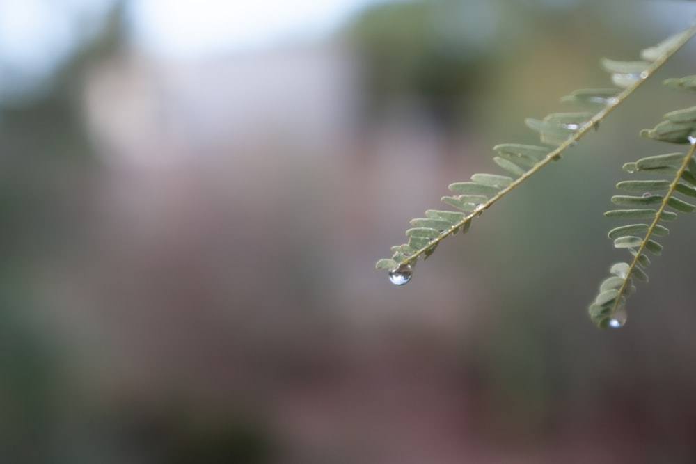 a green leaf with drops of water on it