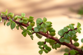 a close up of a plant with water drops on it