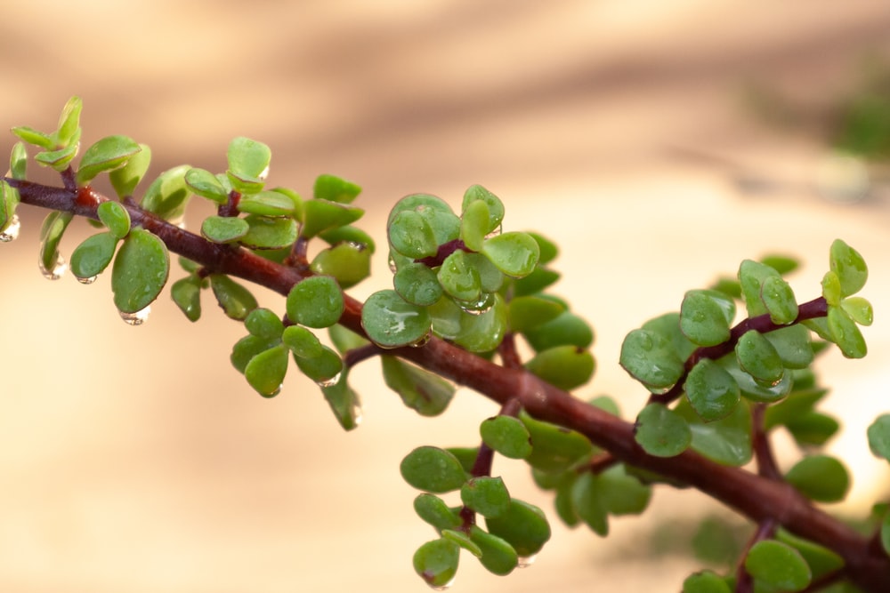 a close up of a plant with water drops on it