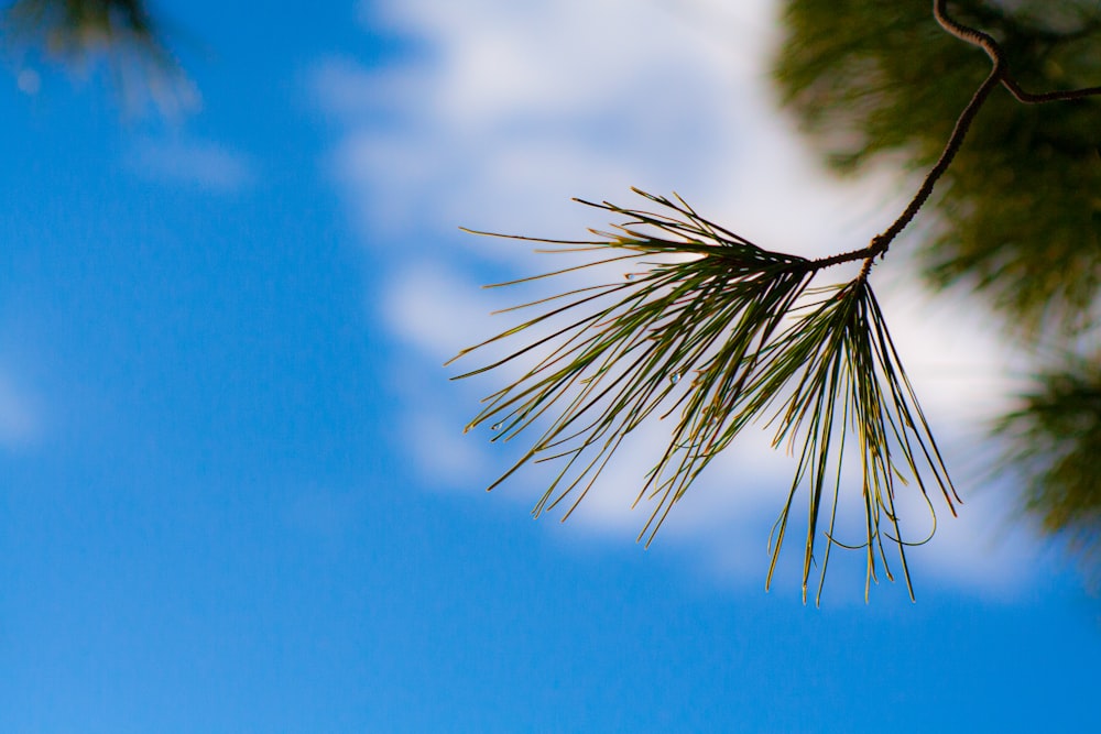 a branch of a pine tree against a blue sky