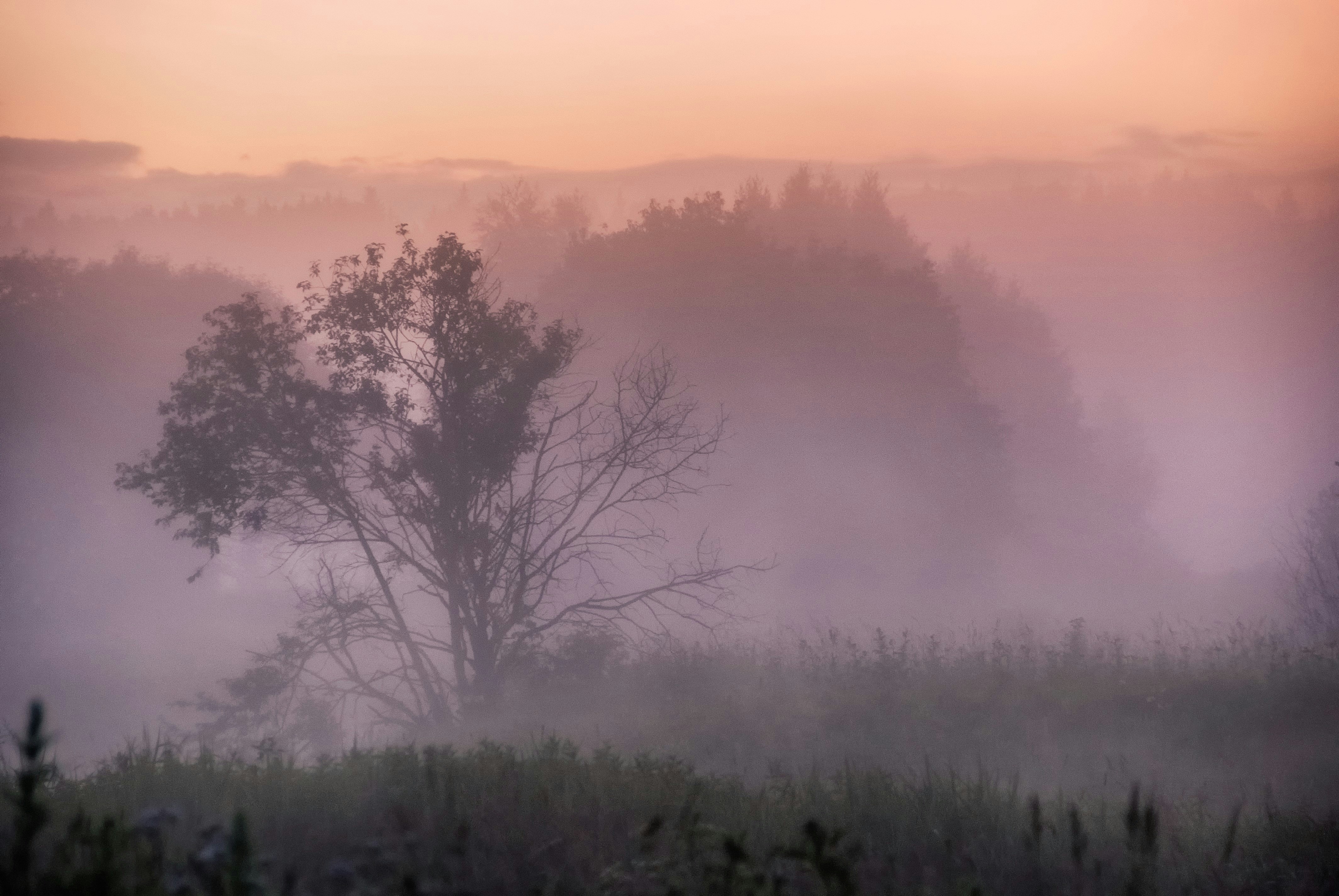 Un campo nebbioso con alberi in lontananza