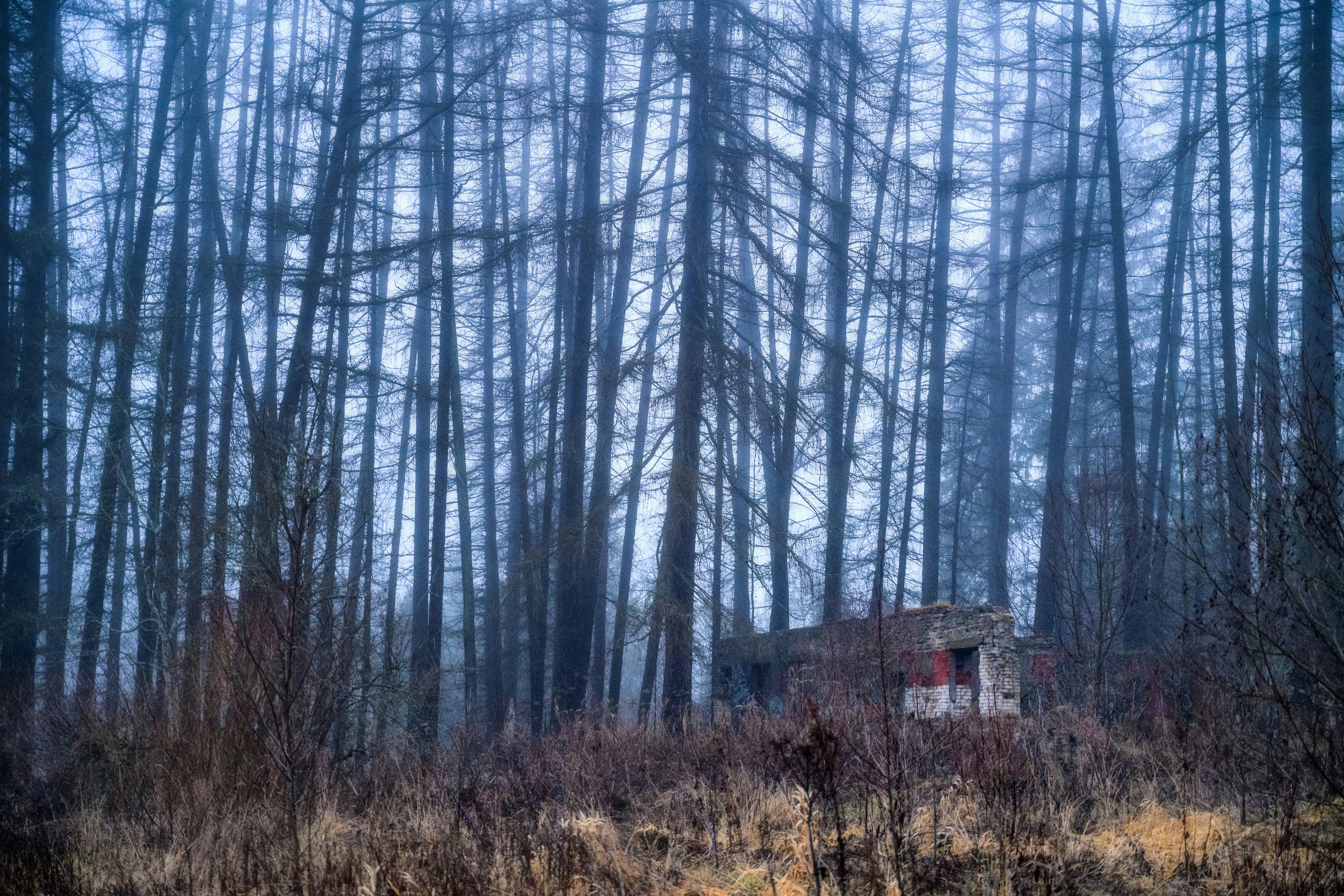 Una casa nel mezzo di una foresta