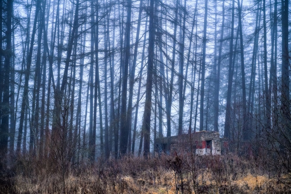Une maison au milieu d’une forêt