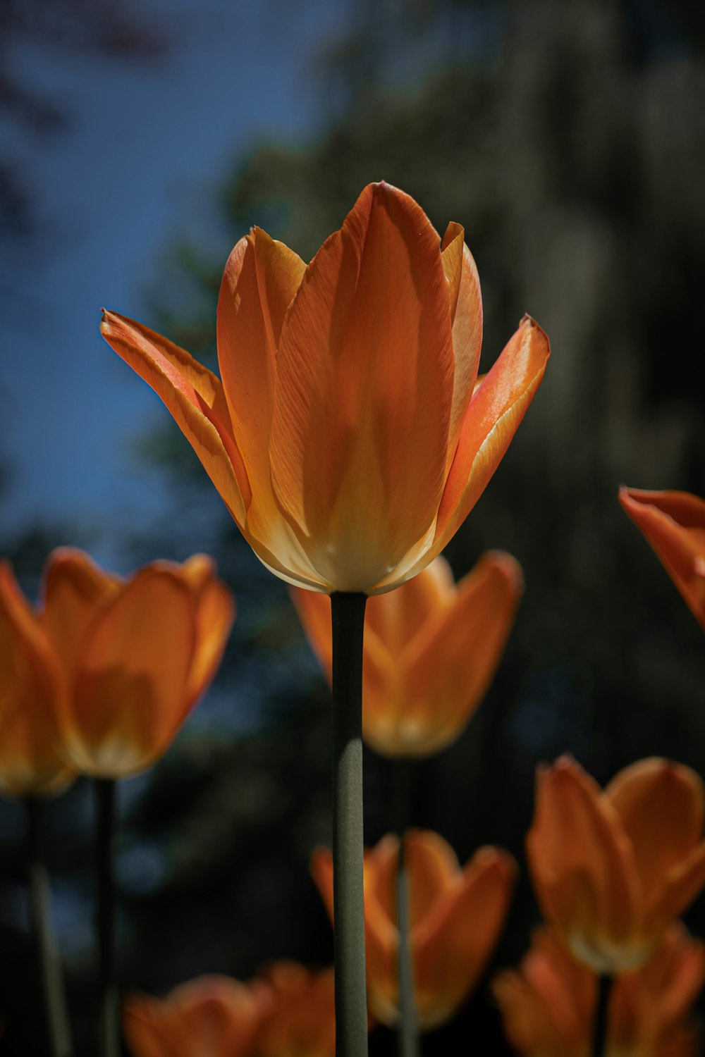 a large group of orange flowers with a blue sky in the background