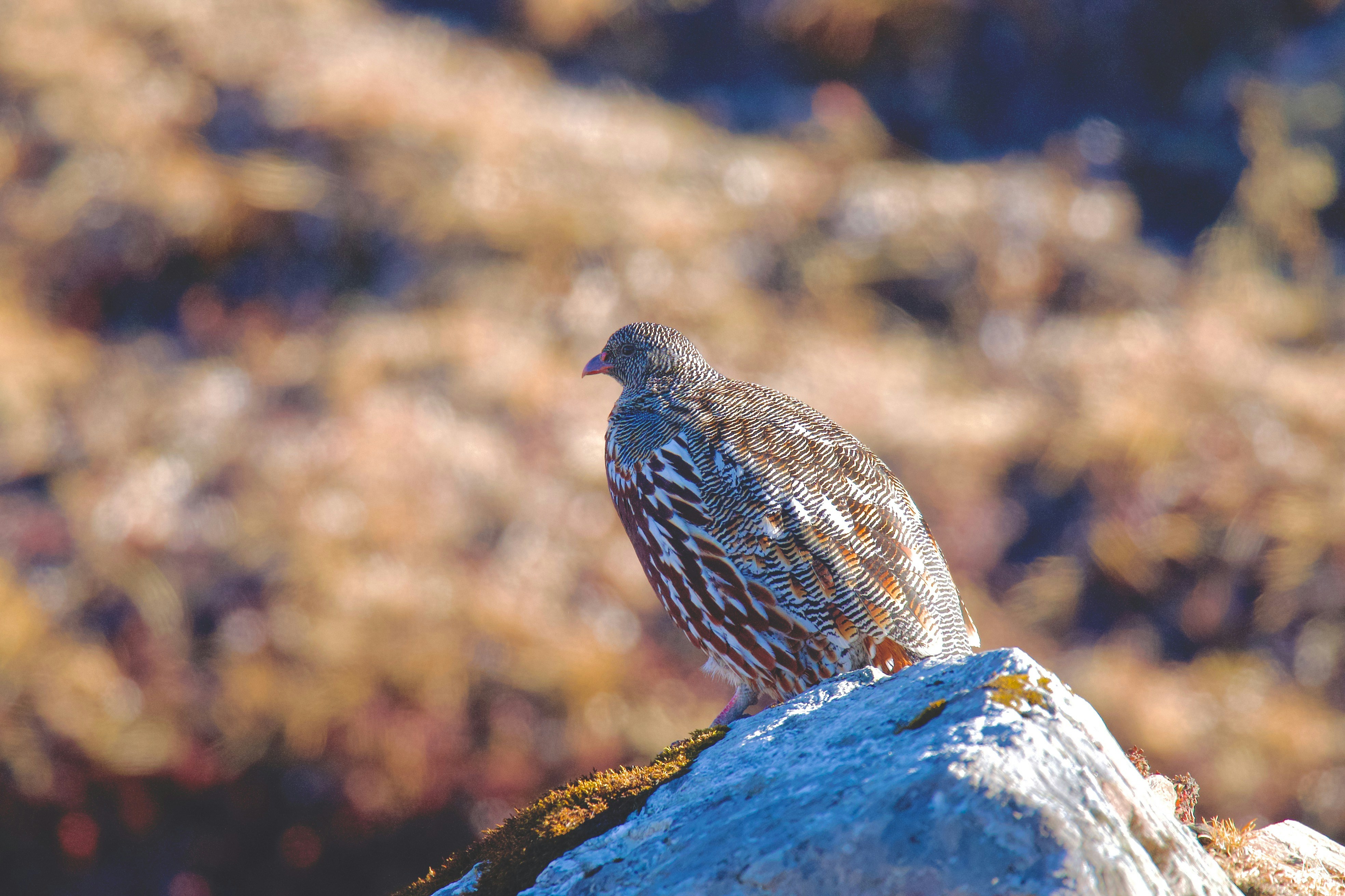 a bird sitting on top of a rock