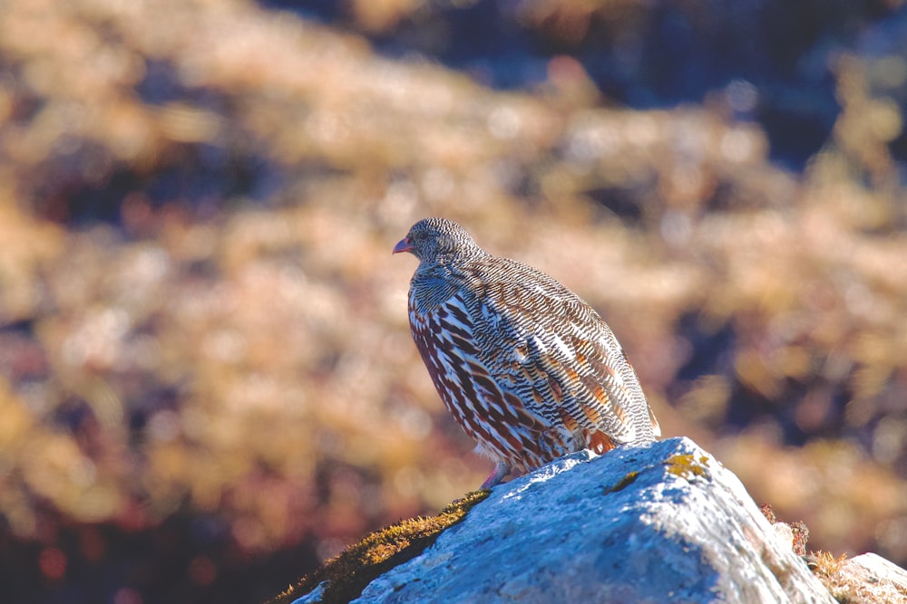 a bird sitting on top of a rock