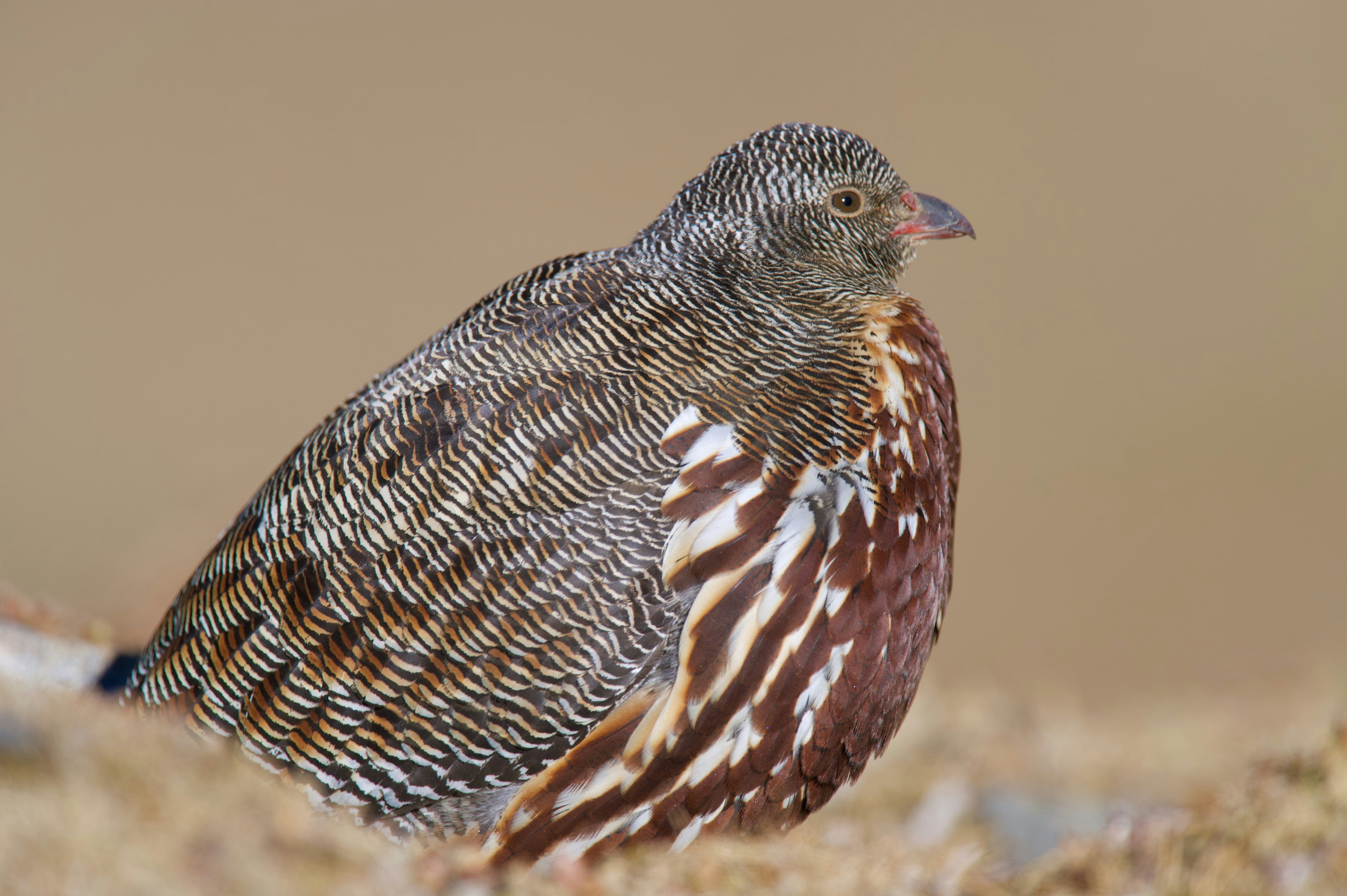a brown and white bird sitting on top of a rock