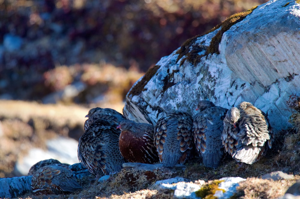 a group of birds standing next to a large rock