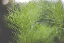 Delicate, fine green foliage with blurred background, conveying a sense of nature and tranquility.