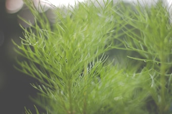 Delicate, fine green foliage with blurred background, conveying a sense of nature and tranquility.