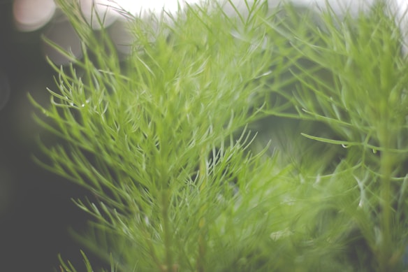 Delicate, fine green foliage with blurred background, conveying a sense of nature and tranquility.