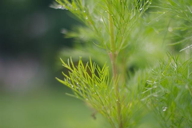 A breathtaking close-up of dew-kissed leaves illuminated by soft morning light, blending nature’s elegance with scientific precision.