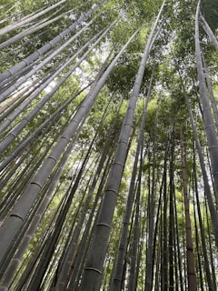 A serene meditation session in progress at Tang Than Lien Chau, with soft natural light filtering through bamboo leaves.
