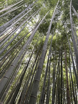 A serene meditation session in progress at Tang Than Lien Chau, with soft natural light filtering through bamboo leaves.