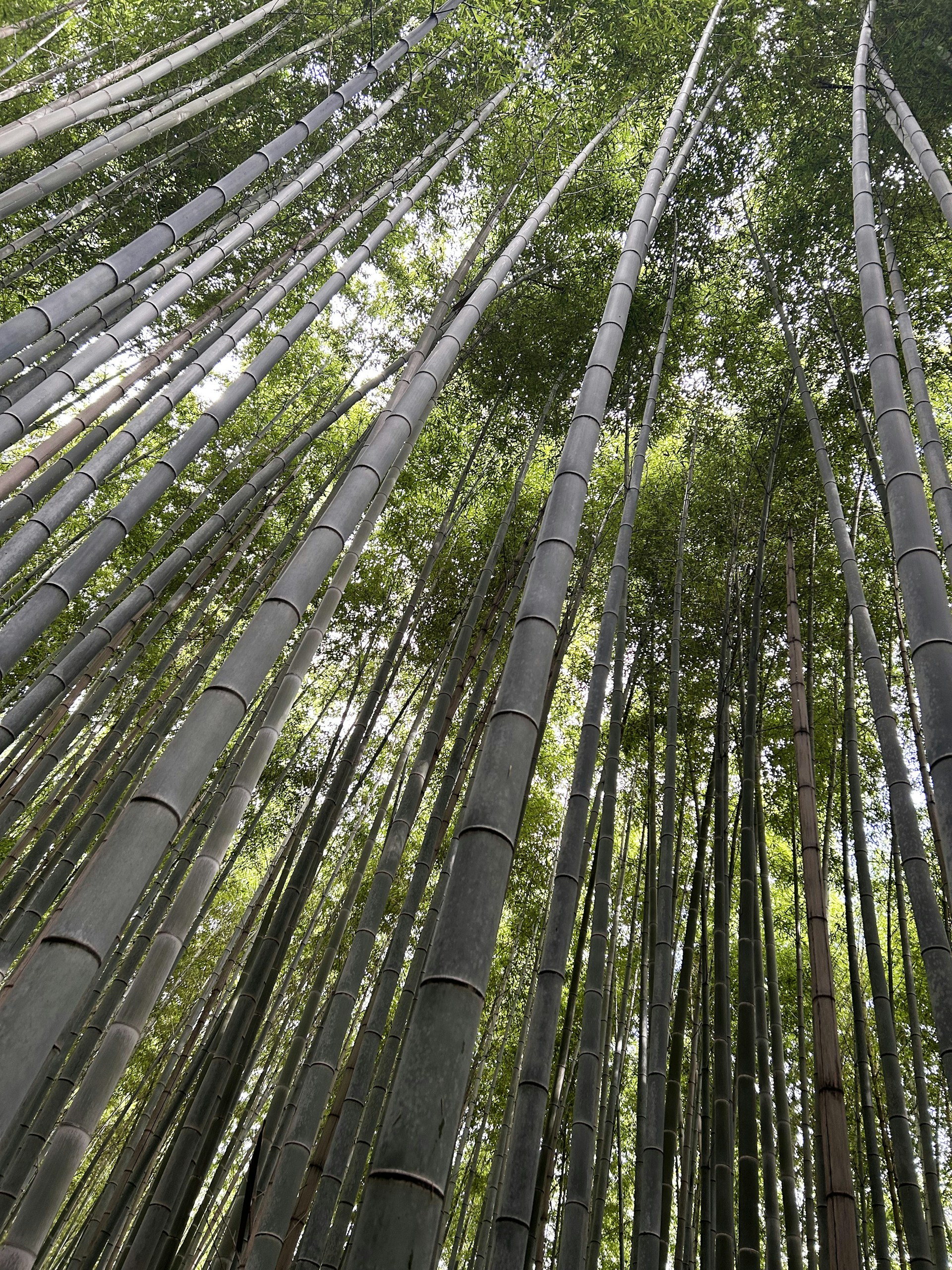 woman wearing yellow long-sleeved dress under white clouds and blue sky during daytime