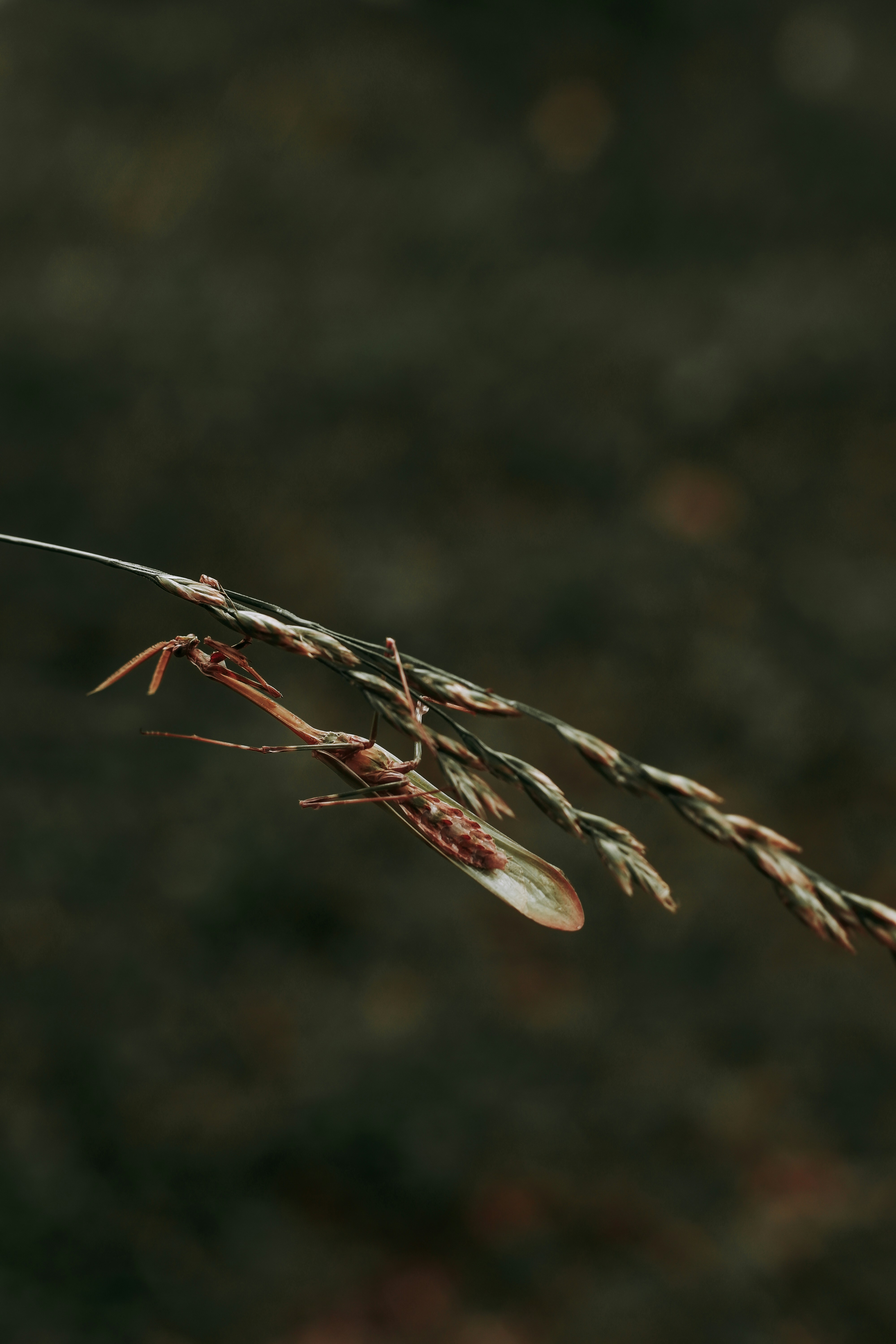 a close up of a plant with small leaves