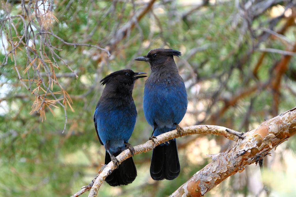 two birds sitting on a branch of a tree