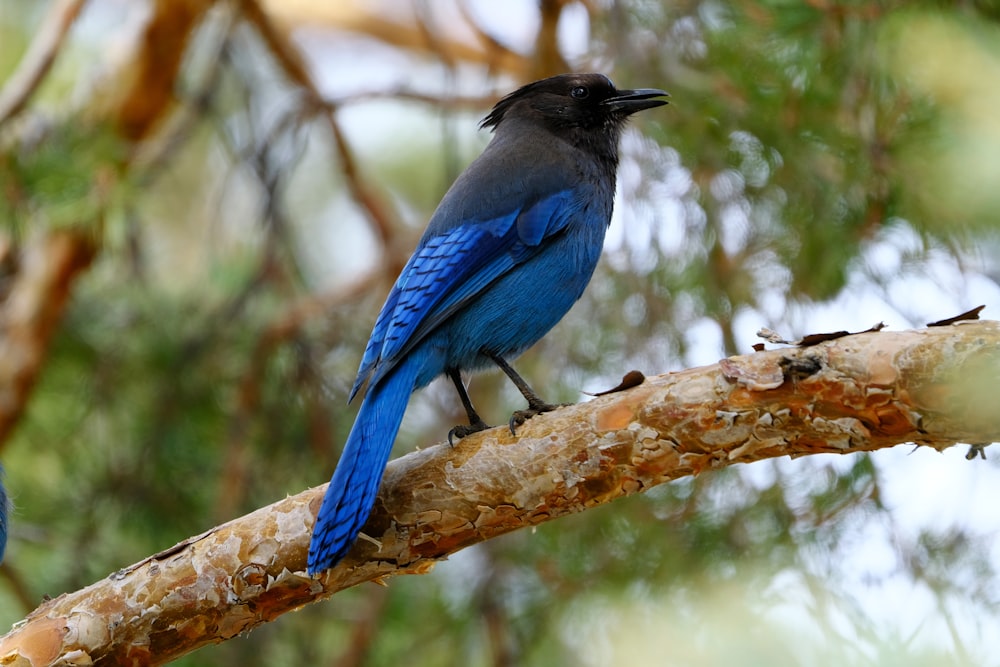 um pássaro azul sentado em cima de um galho de árvore