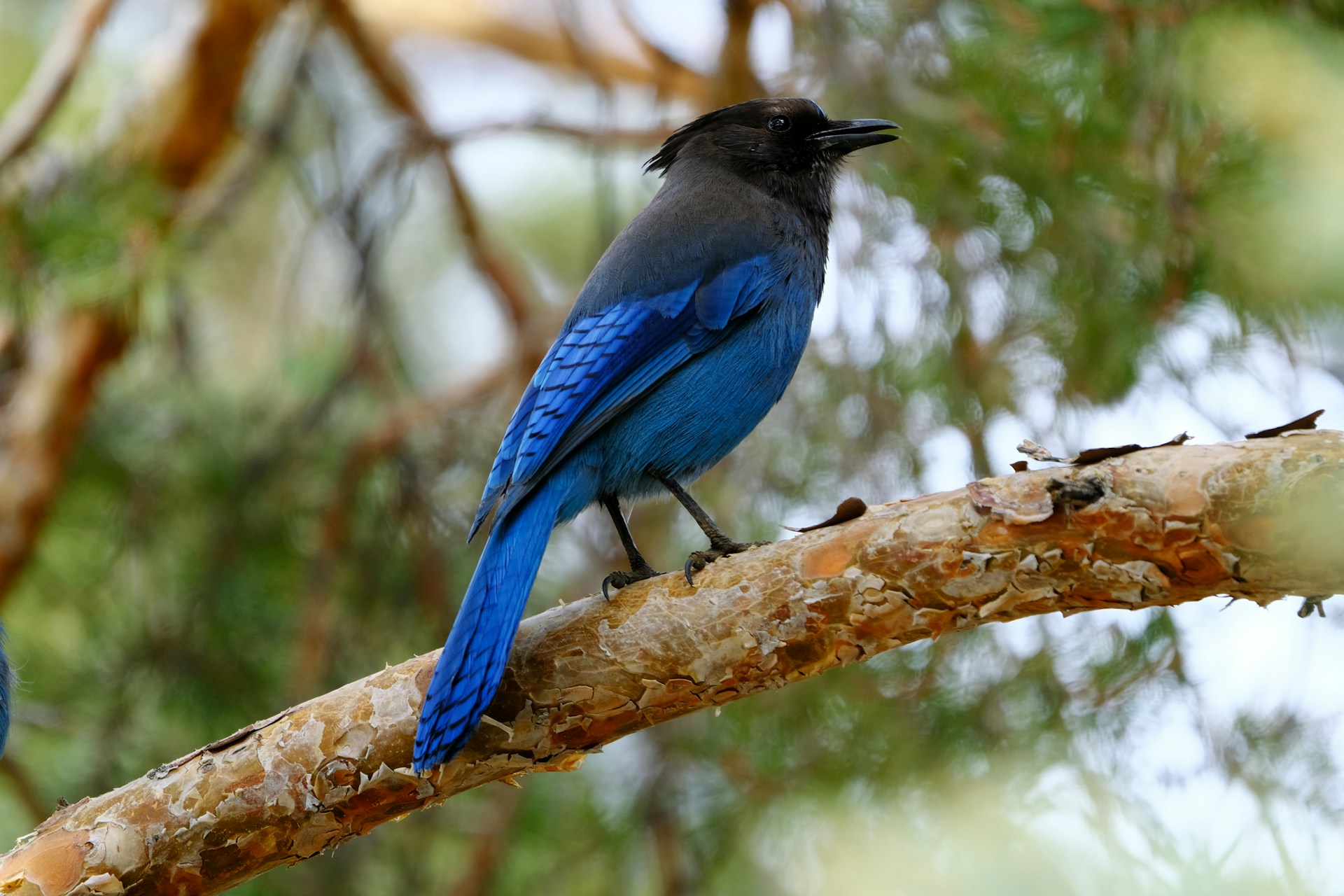 a blue bird sitting on top of a tree branch
