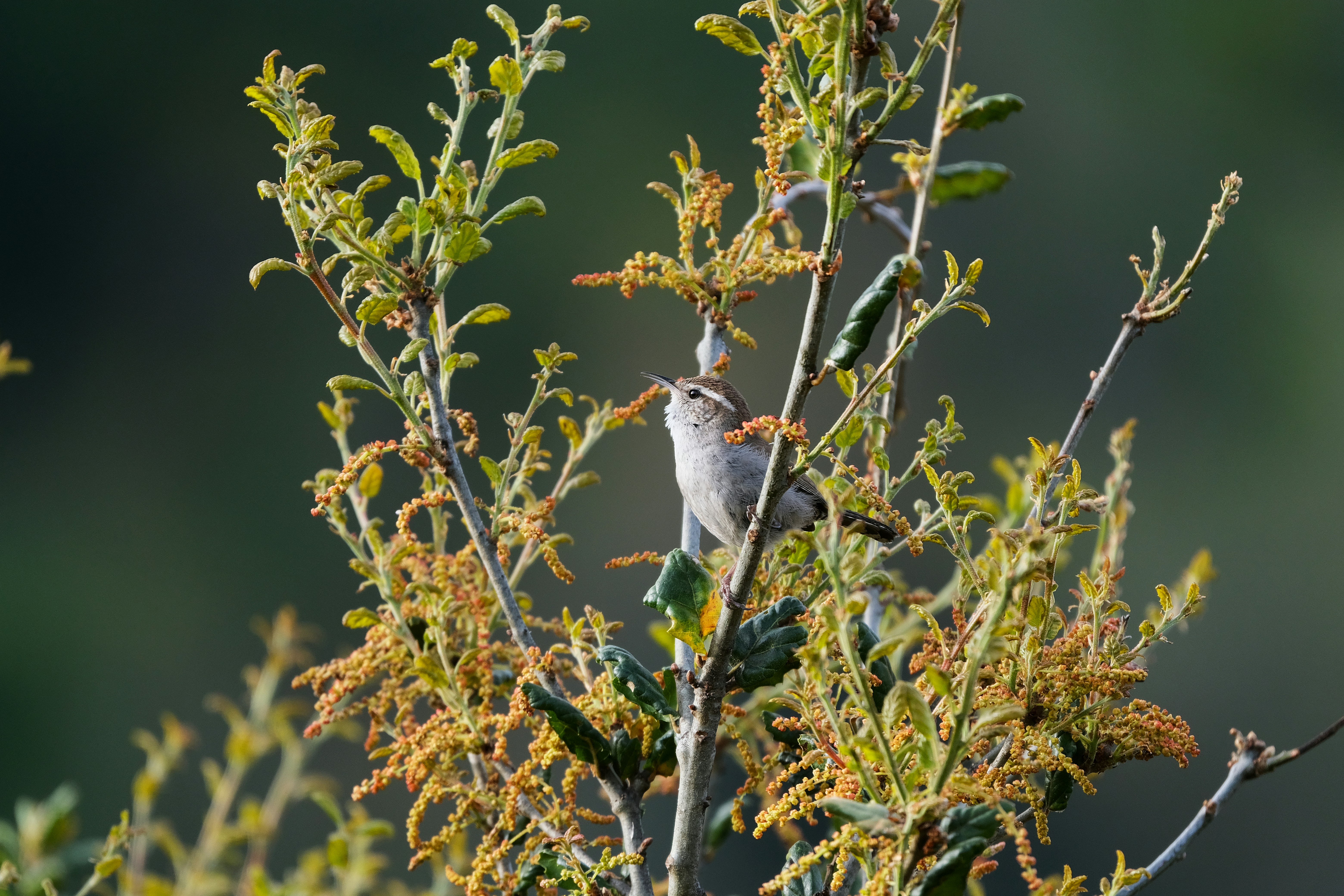 a small bird sitting on top of a tree branch