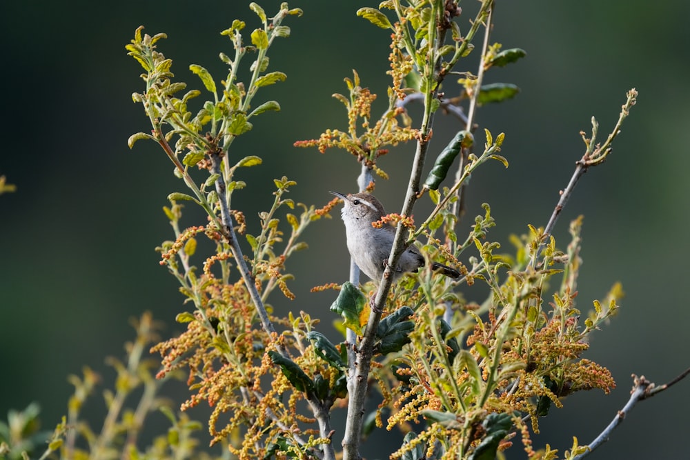 a small bird sitting on top of a tree branch