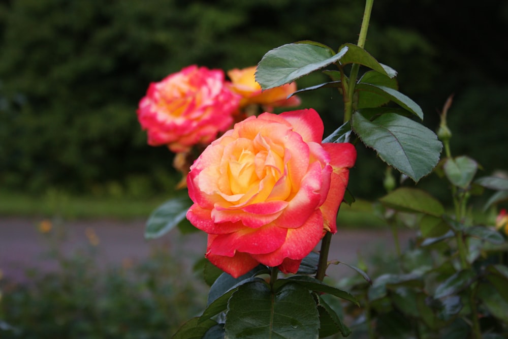 a close up of a pink and yellow rose