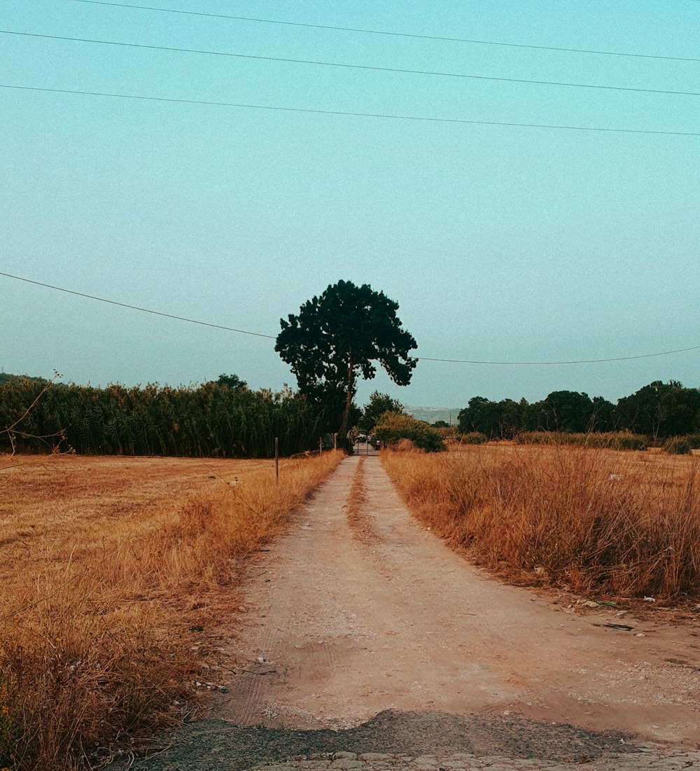 a dirt road with a lone tree on the side of it