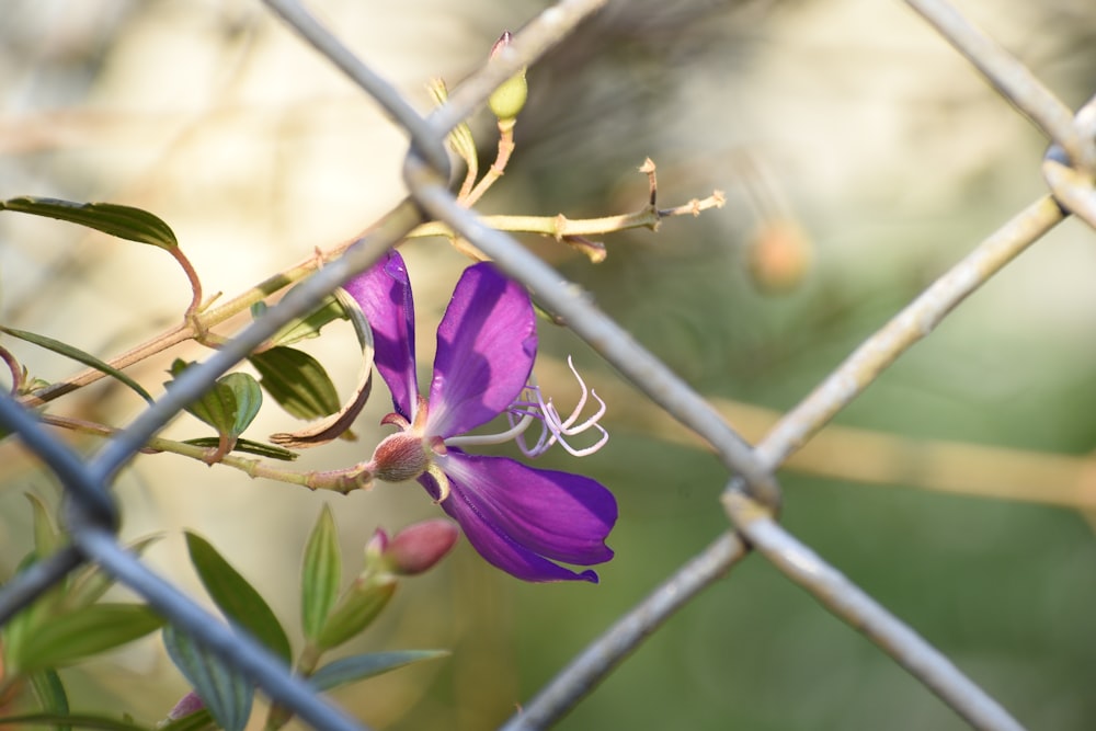 a purple flower is growing through a chain link fence