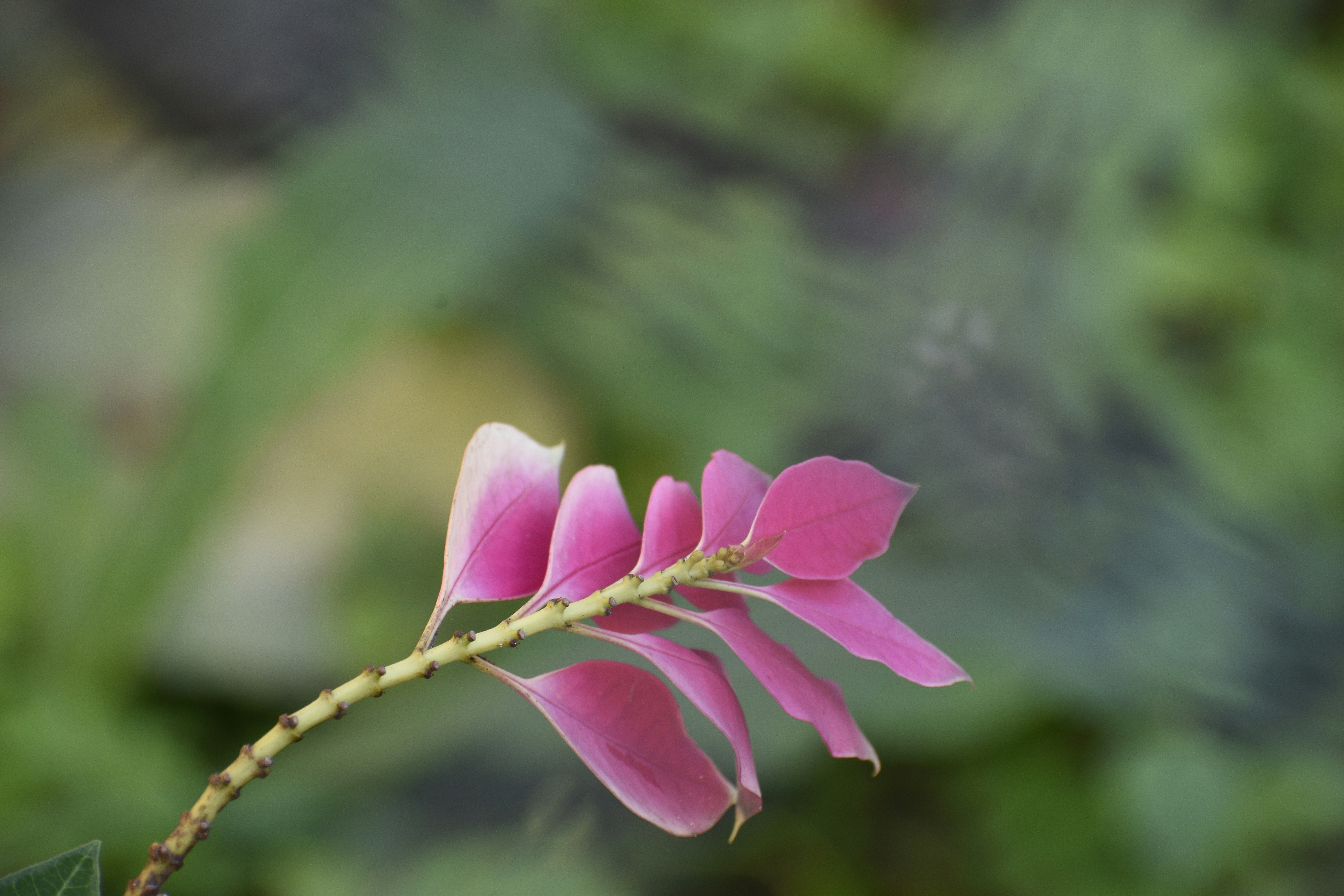 Photo by prakashtuto