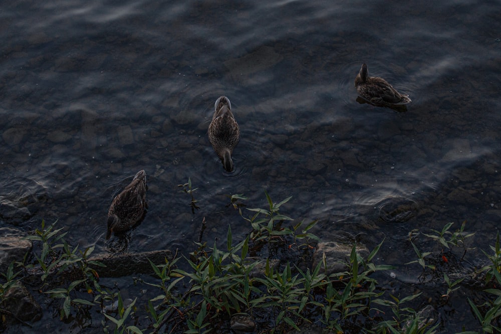 a group of ducks swimming in a body of water