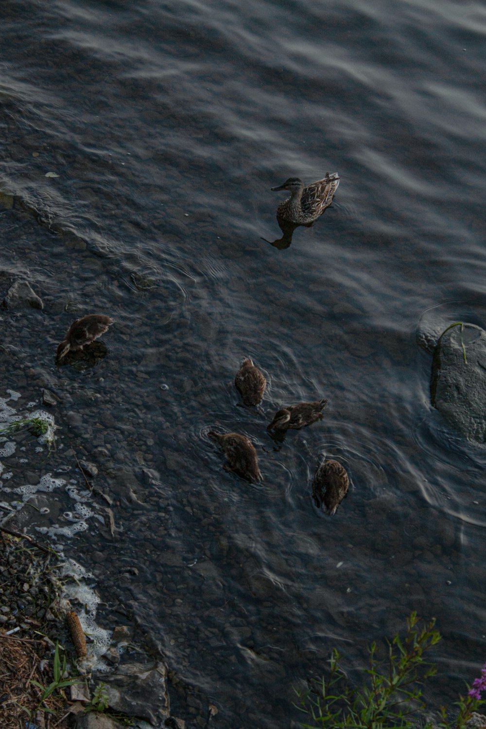 a group of ducks swimming in a body of water