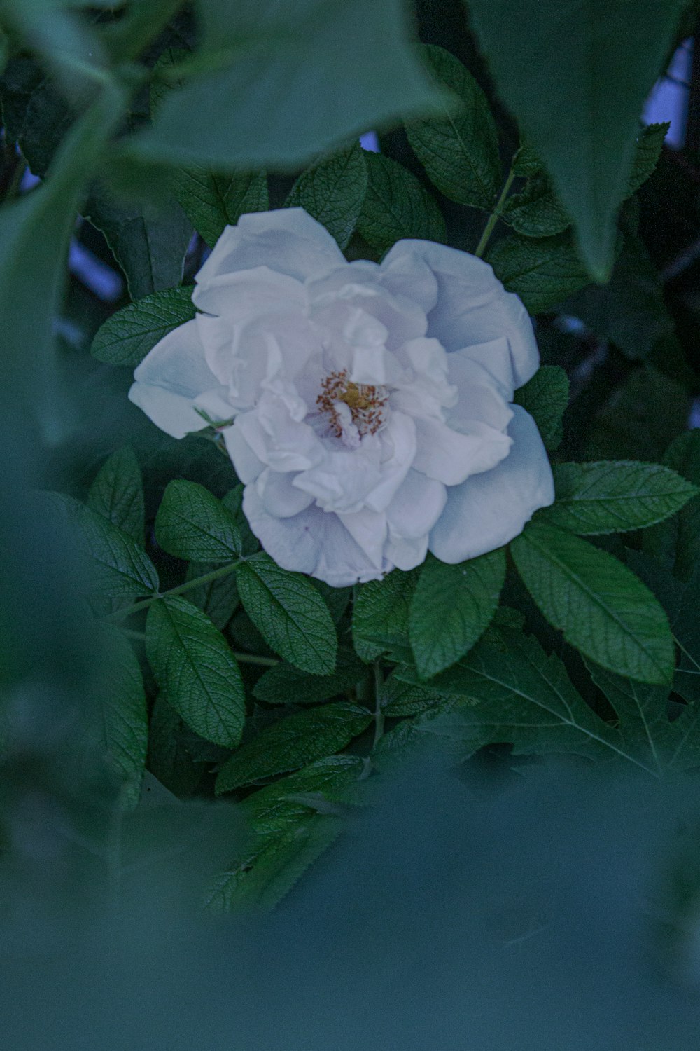 a white flower with green leaves around it