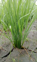 Healthy grass blades emerging from soil, symbolizing growth and care in Plovdiv gardens.