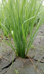 Tall, lush green blades of grass emerging from cracks in dry, brown soil, indicating resilience and vitality.