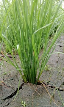 Tall, lush green blades of grass emerging from cracks in dry, brown soil, indicating resilience and vitality.